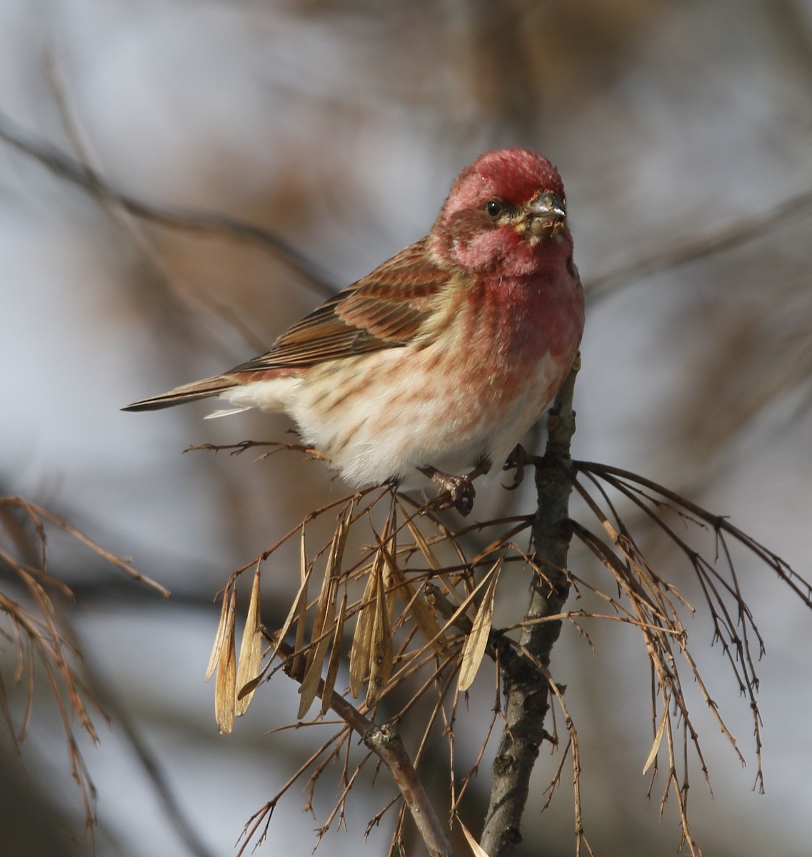 Purple Finch - ML646392653