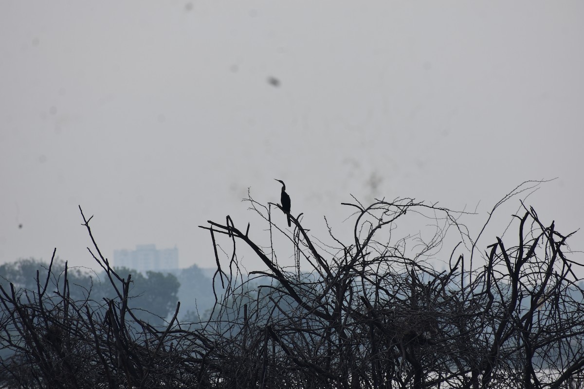 Oriental Darter - ML646392654