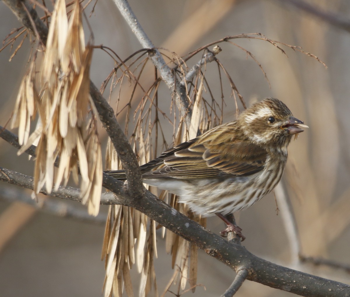 Purple Finch - ML646392656