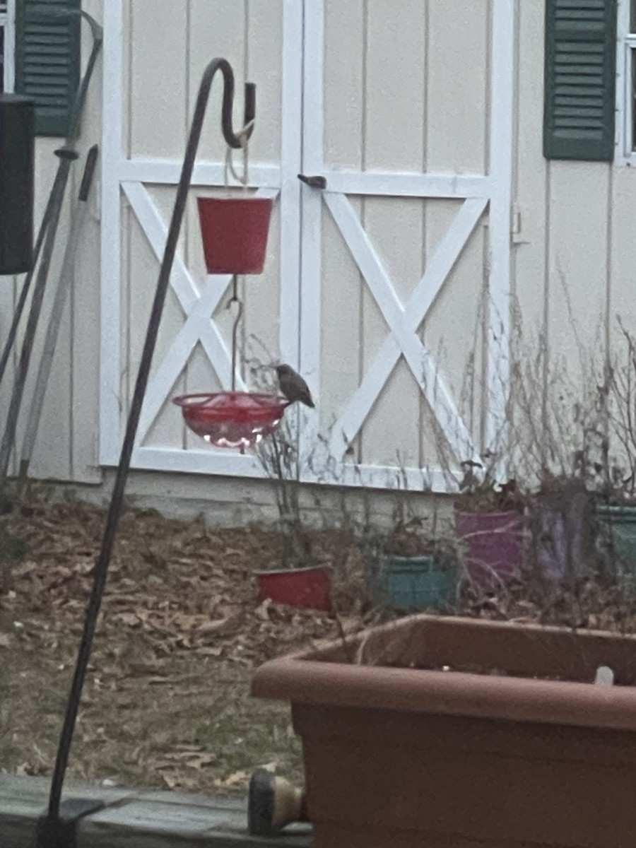 Ruby-throated Hummingbird - ML646392660