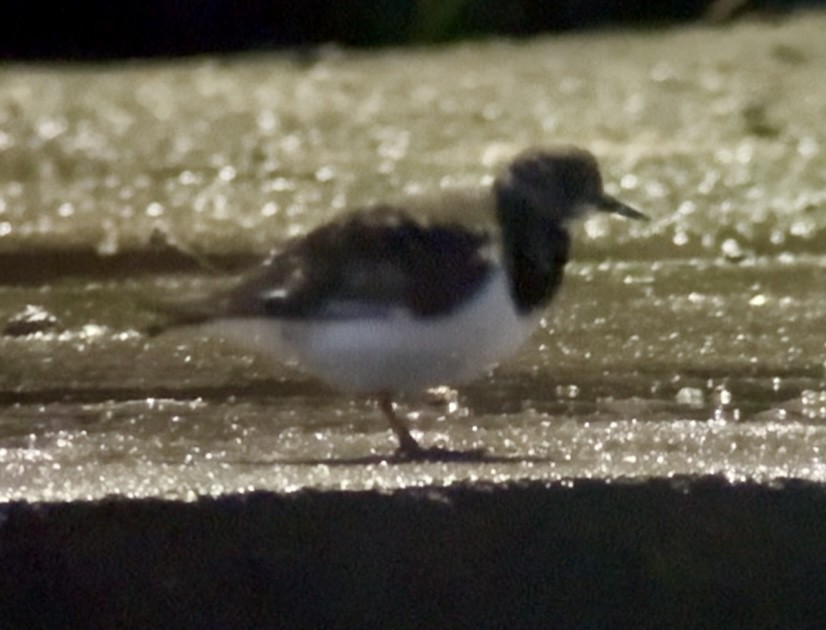 Taşçeviren - ML646392663