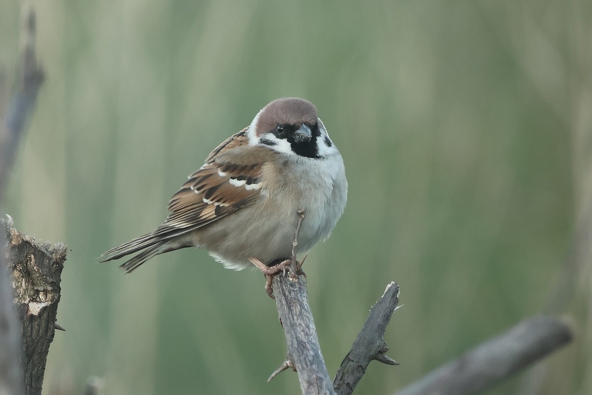 Ağaç Serçesi - ML646392666