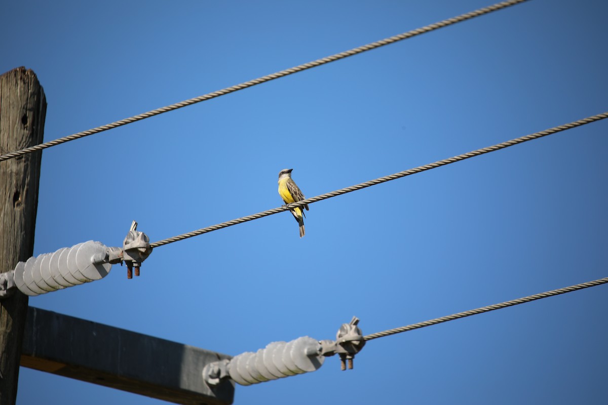 Tropikal Tiran - ML646392668