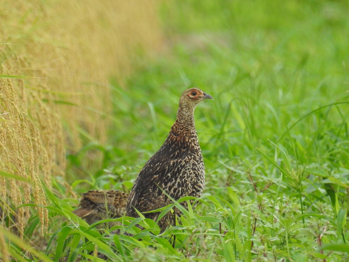 Yeşil Sülün - ML646392671