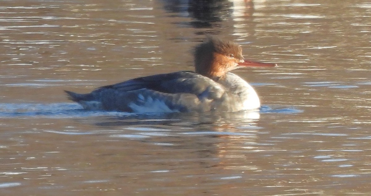 Büyük Tarakdiş - ML646392674