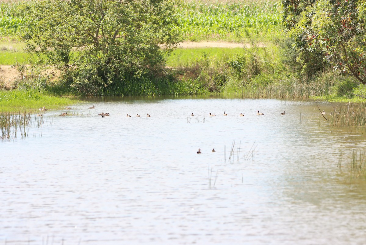 Amazon Ördeği - ML646392676