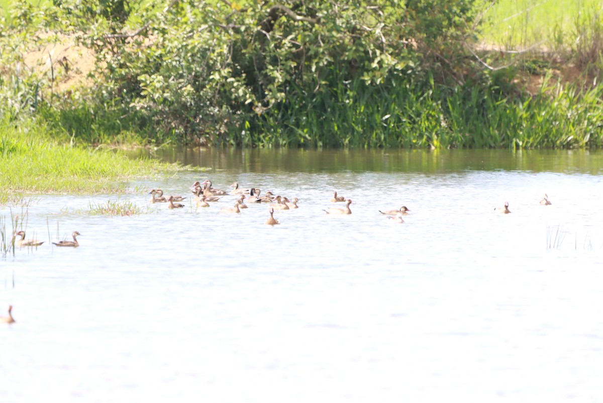 Amazon Ördeği - ML646392677