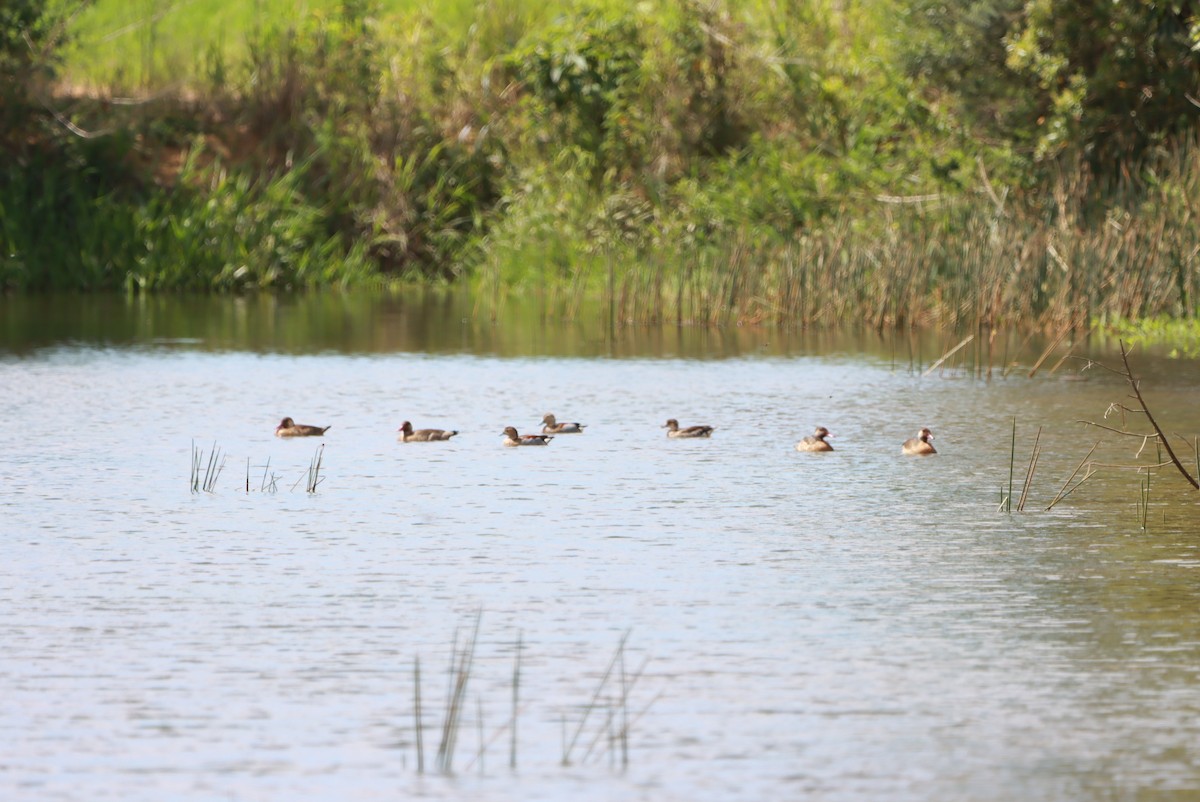 Amazon Ördeği - ML646392678