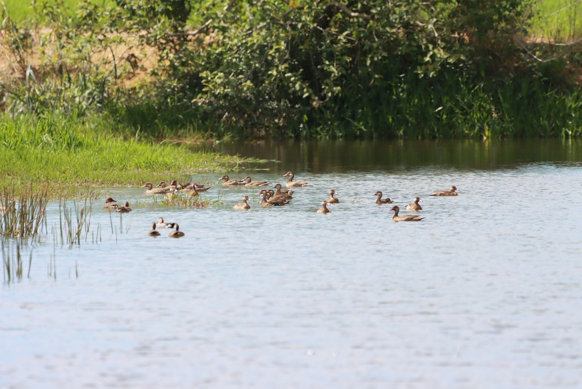 Amazon Ördeği - ML646392679