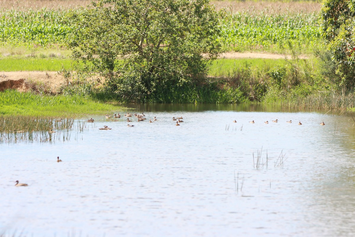 Amazon Ördeği - ML646392680