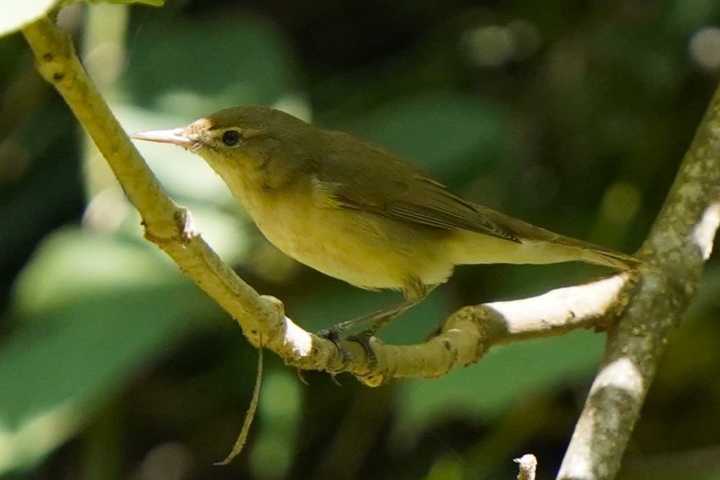 Kuzey Kamışçını - ML646392681