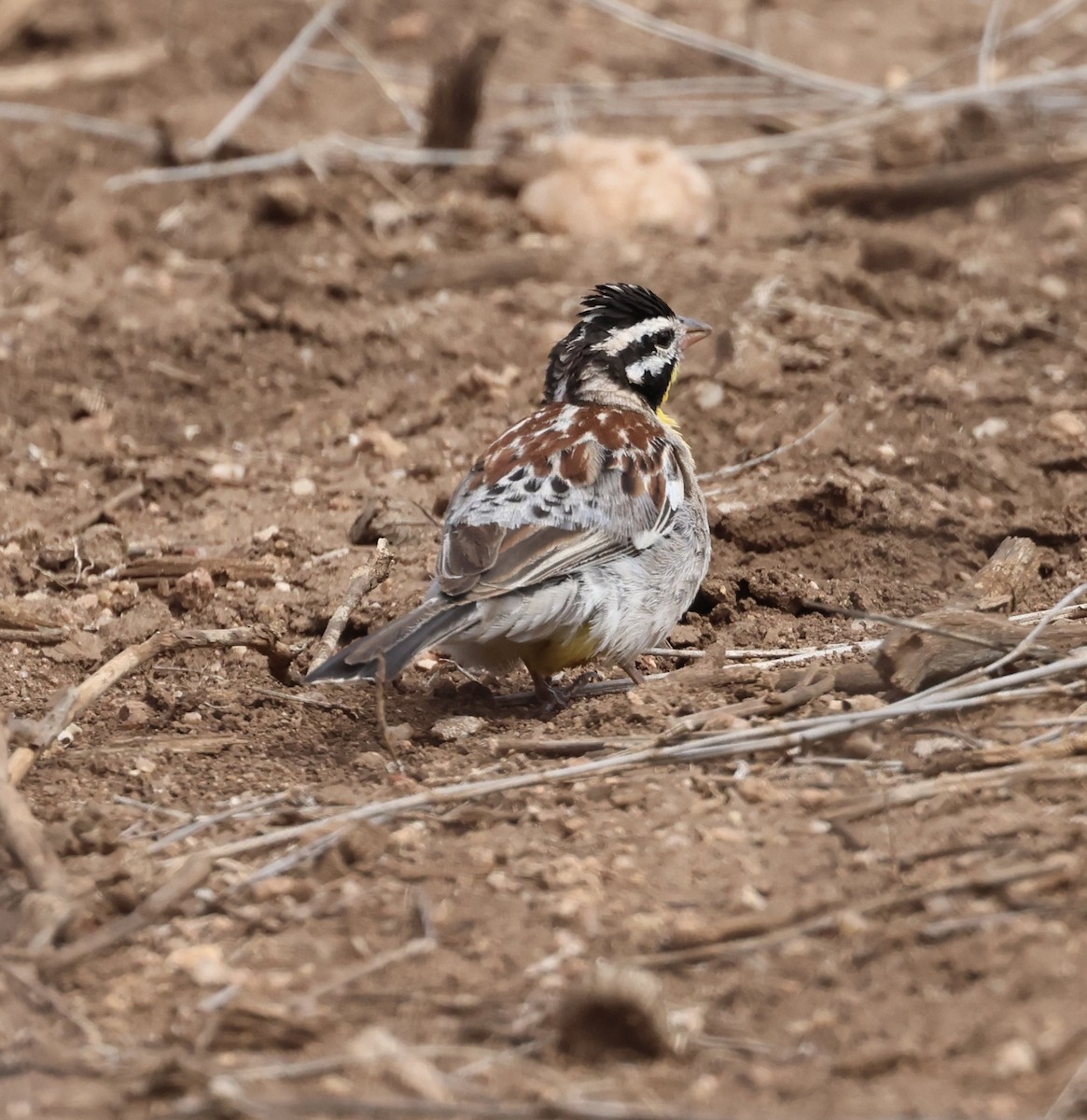 Somali Çintesi - ML646392683