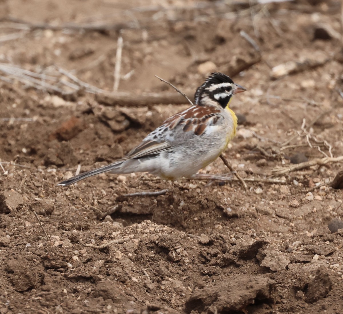 Somali Çintesi - ML646392684