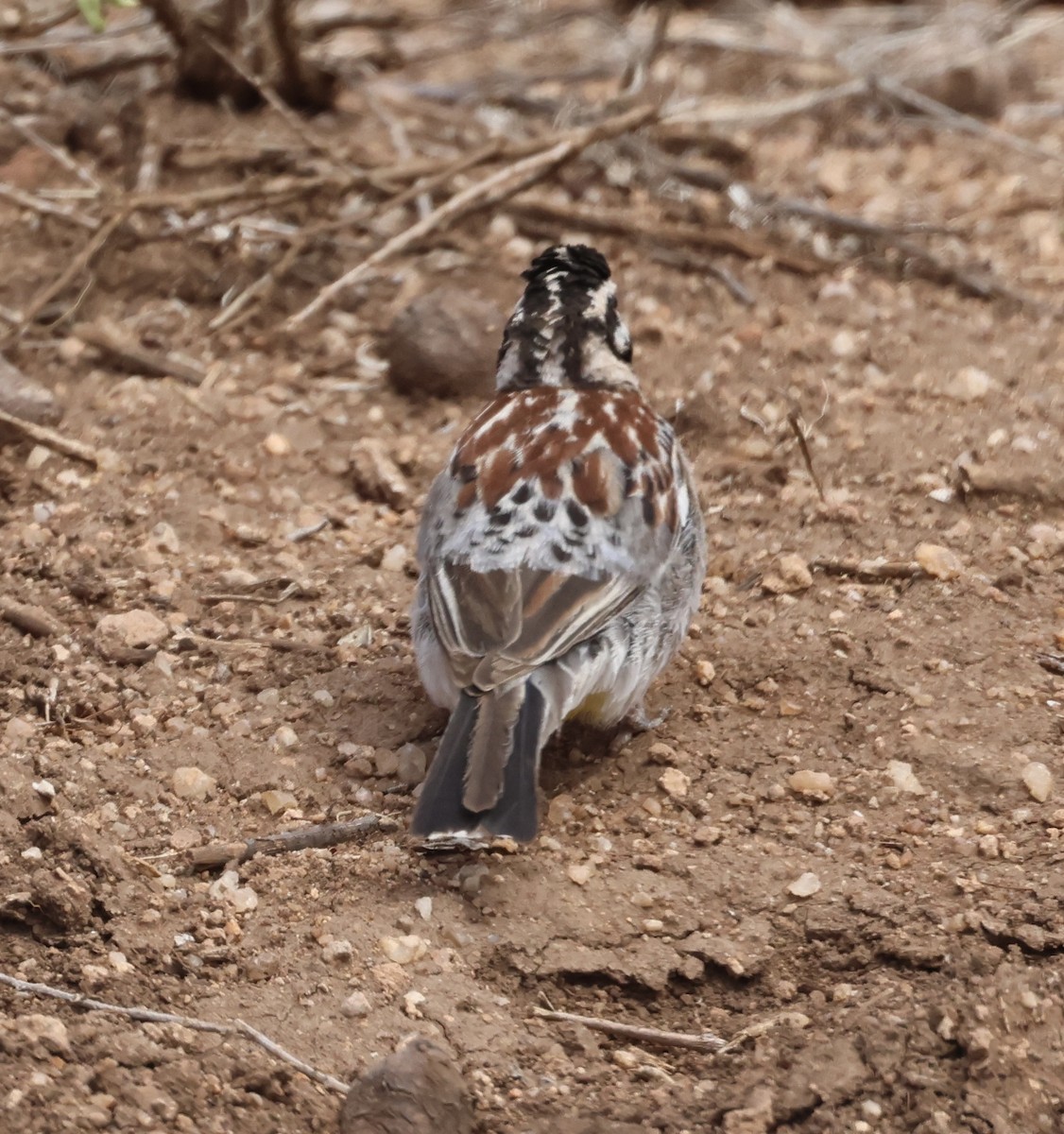 Somali Çintesi - ML646392685