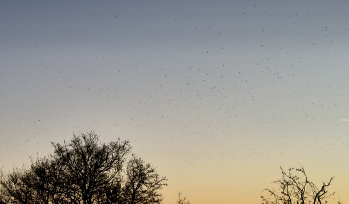 Sığırcık - ML646392687