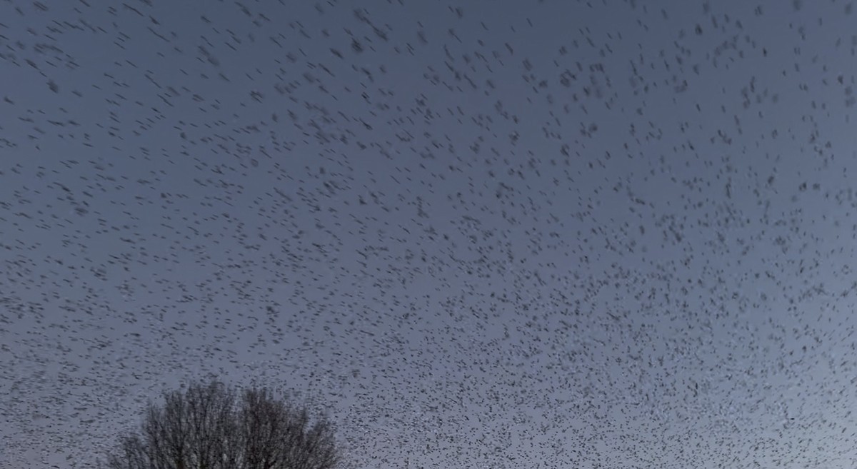 Sığırcık - ML646392688