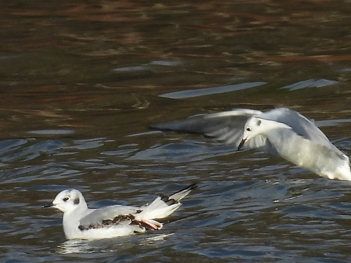 Küçük Karabaş Martı - ML646392689