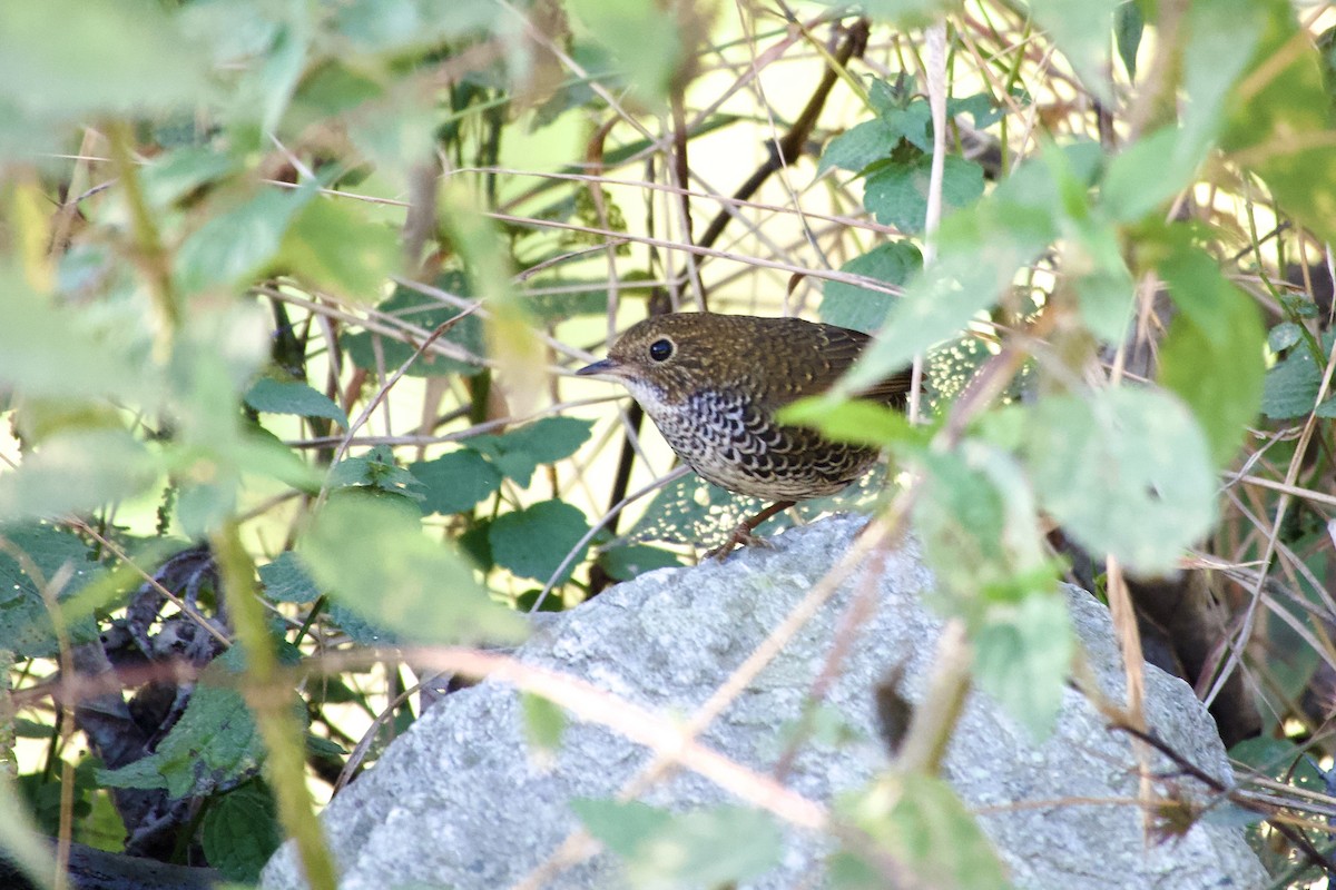 Pullu Civcivkuşu - ML646392690