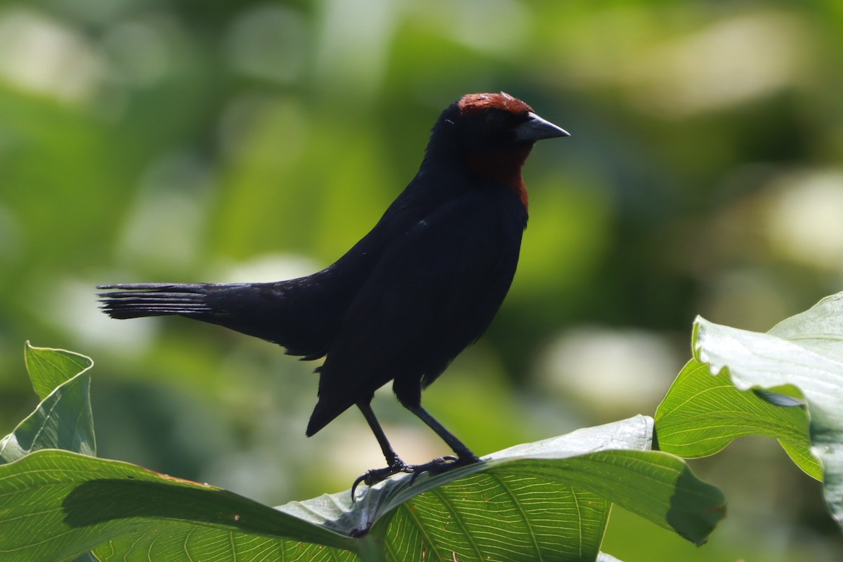 Kahverengi Başlı Karatavuk - ML646392691