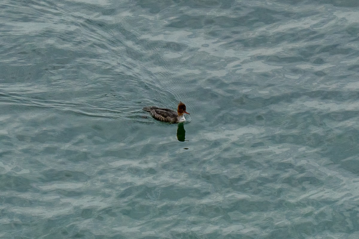 Крех середній - ML646392693