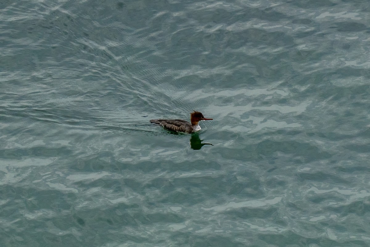 Крех середній - ML646392694