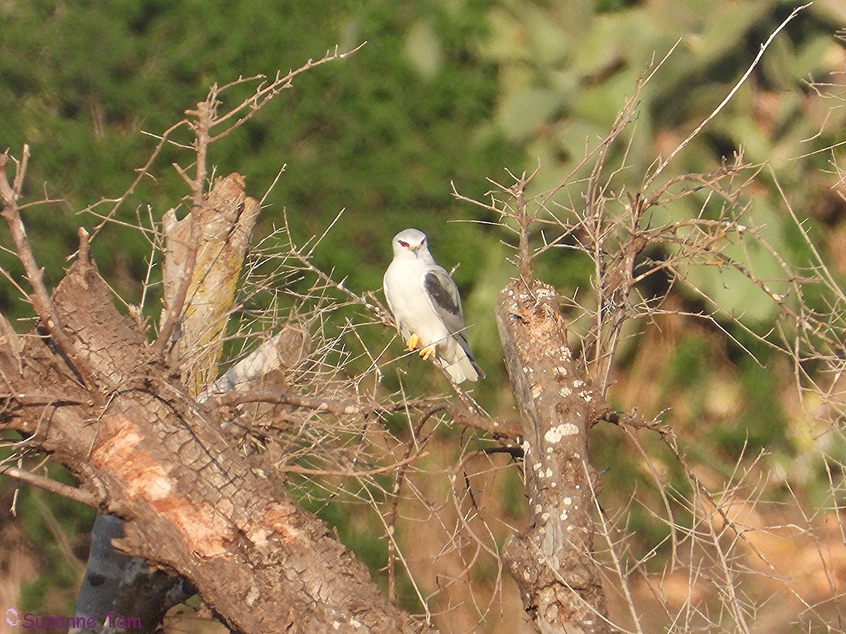 Black-winged Kite - ML646392695