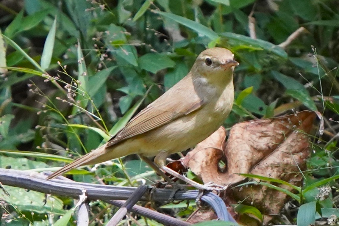Blyth's Reed Warbler - ML646392696