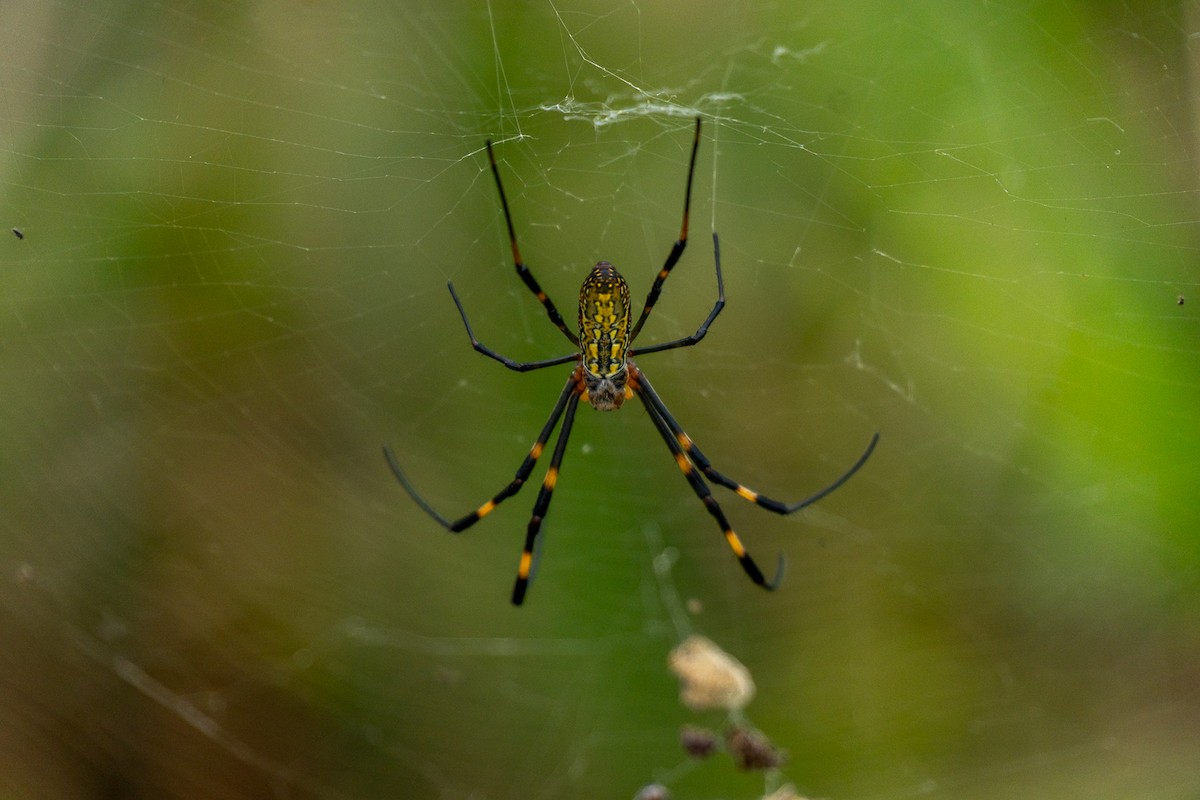 Joro Spider - ML646392697