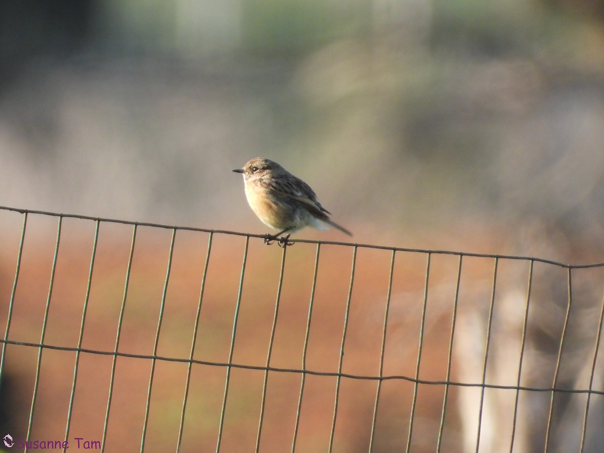 European Stonechat - ML646392698