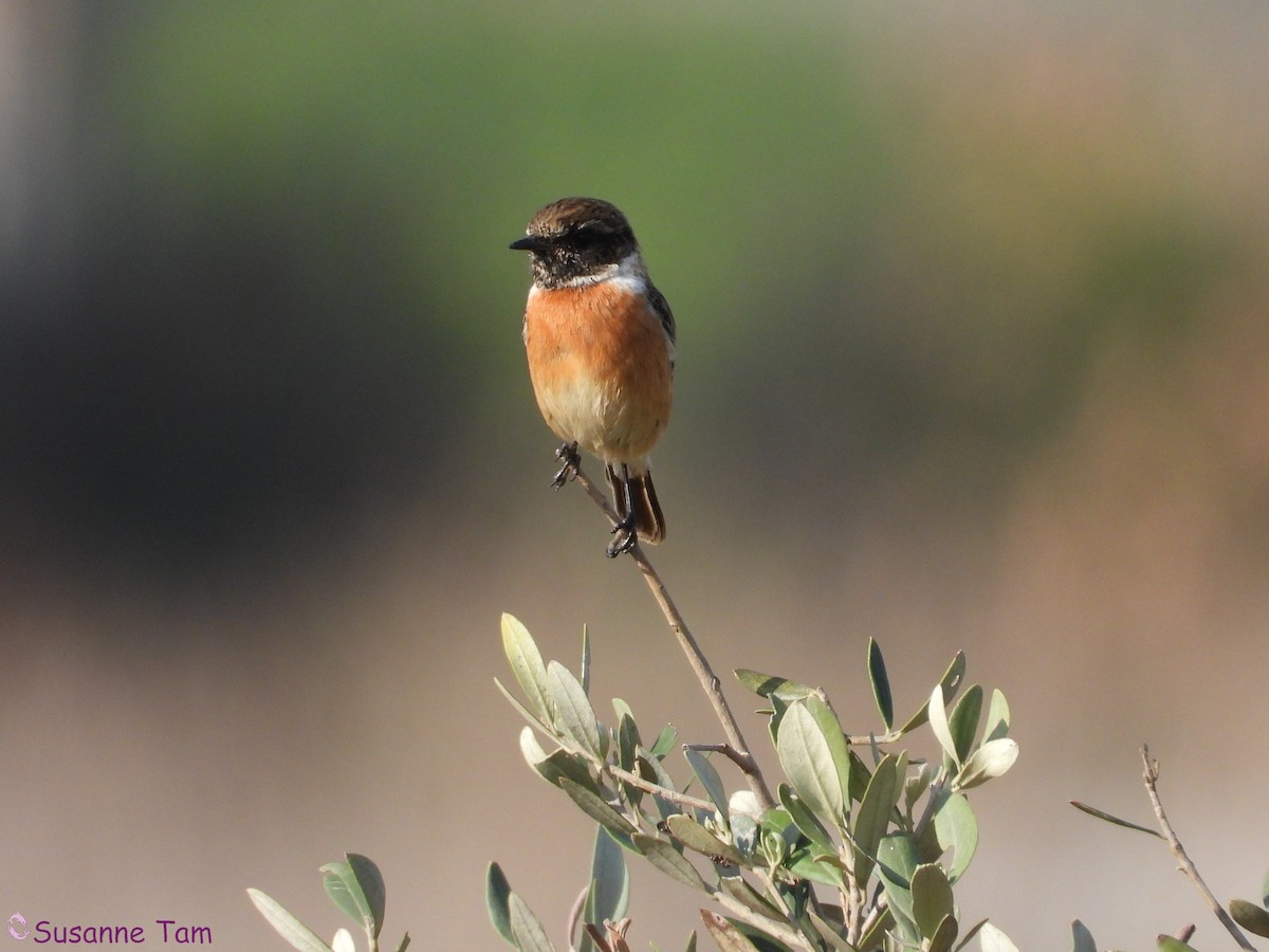 European Stonechat - ML646392699