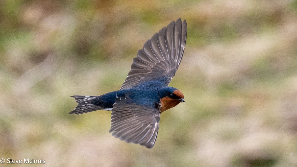 Welcome Swallow - ML646392701