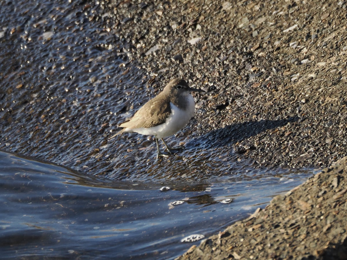 Набережник палеарктичний - ML646392702