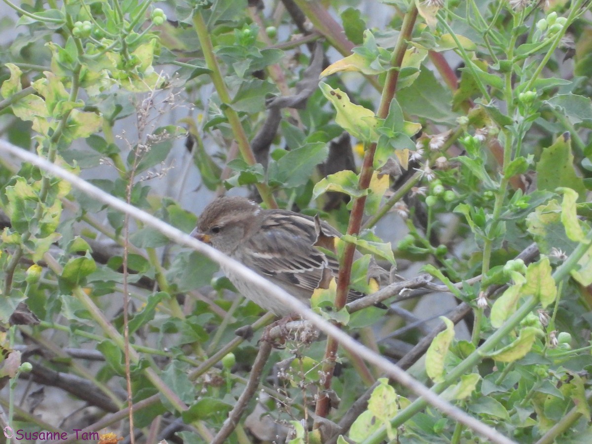 Spanish Sparrow - ML646392703