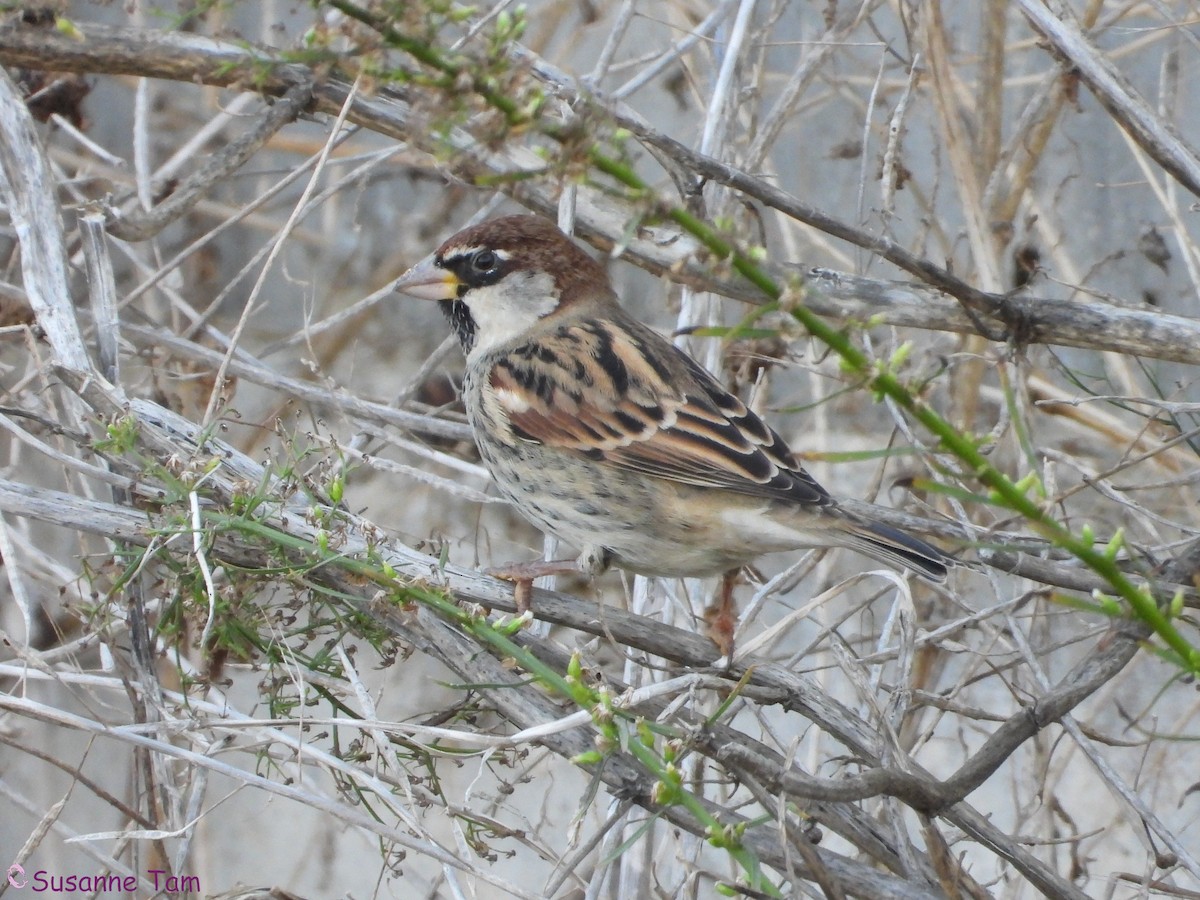 Spanish Sparrow - ML646392704