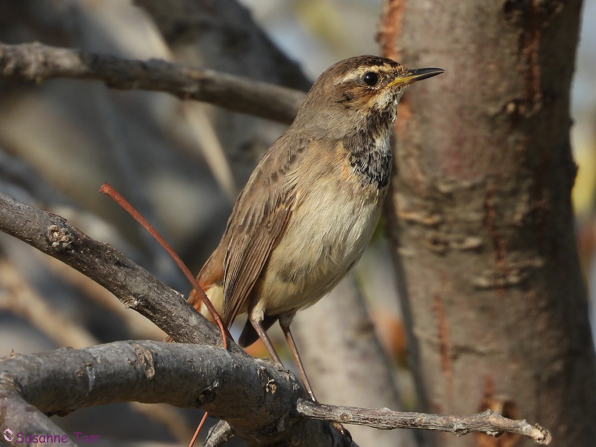 Bluethroat - ML646392706