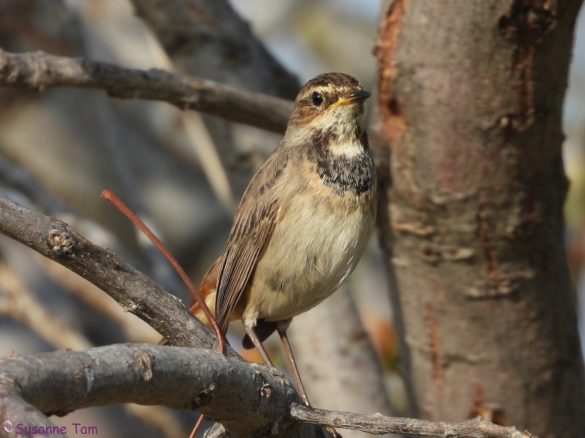 Bluethroat - ML646392707