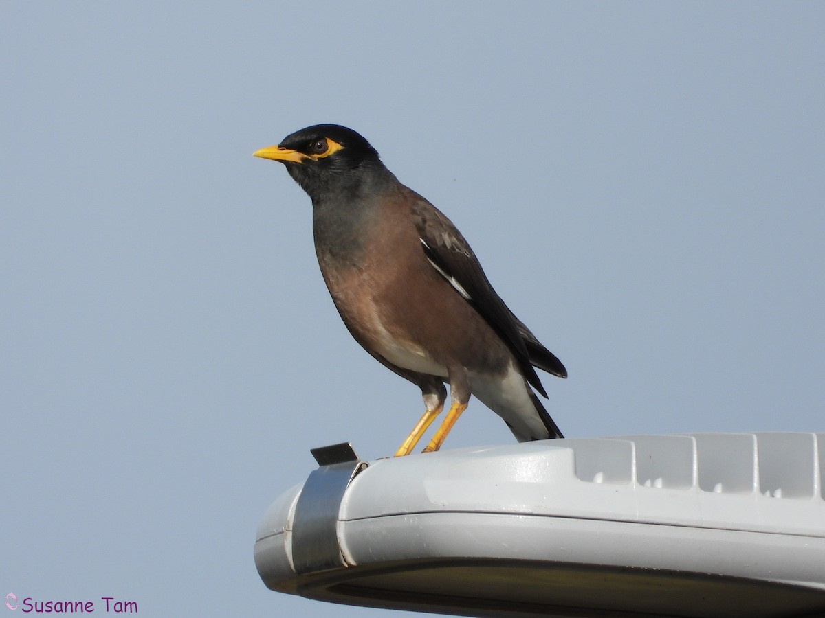 Common Myna - ML646392708