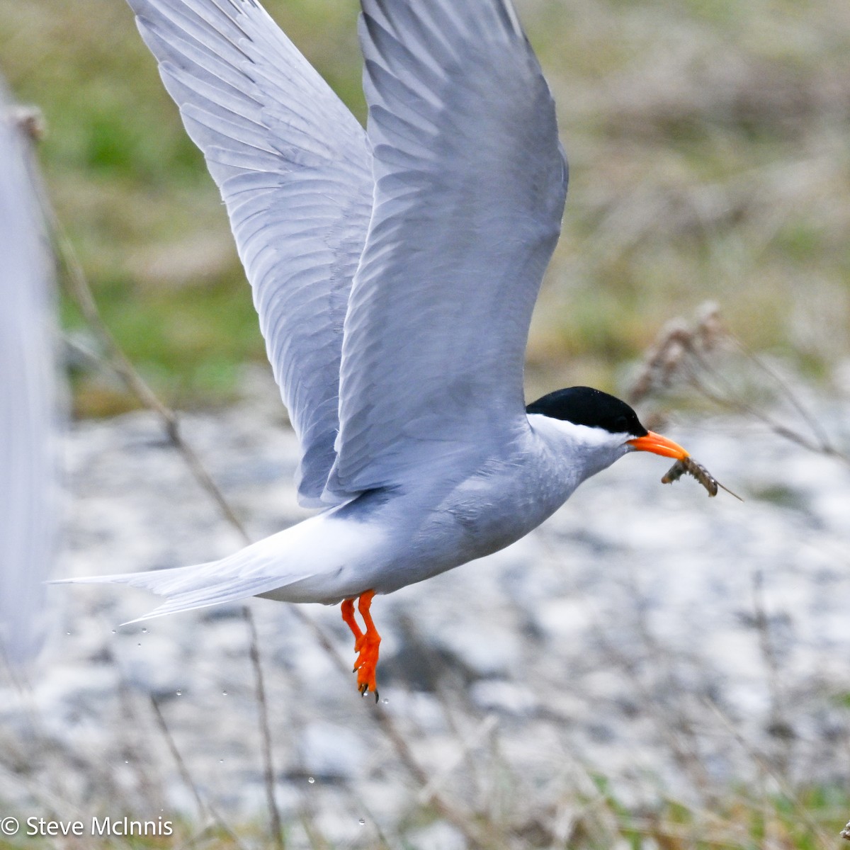 Black-fronted Tern - ML646392709