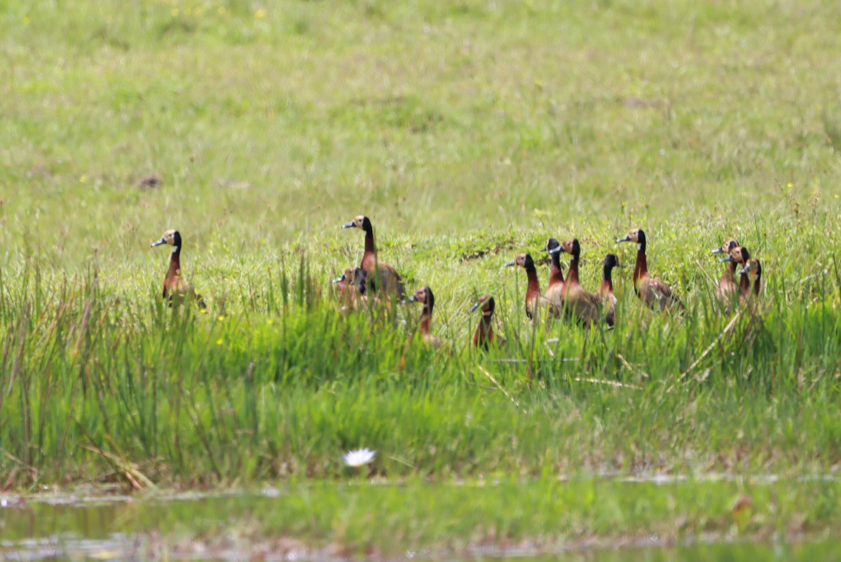 White-faced Whistling-Duck - ML646392710