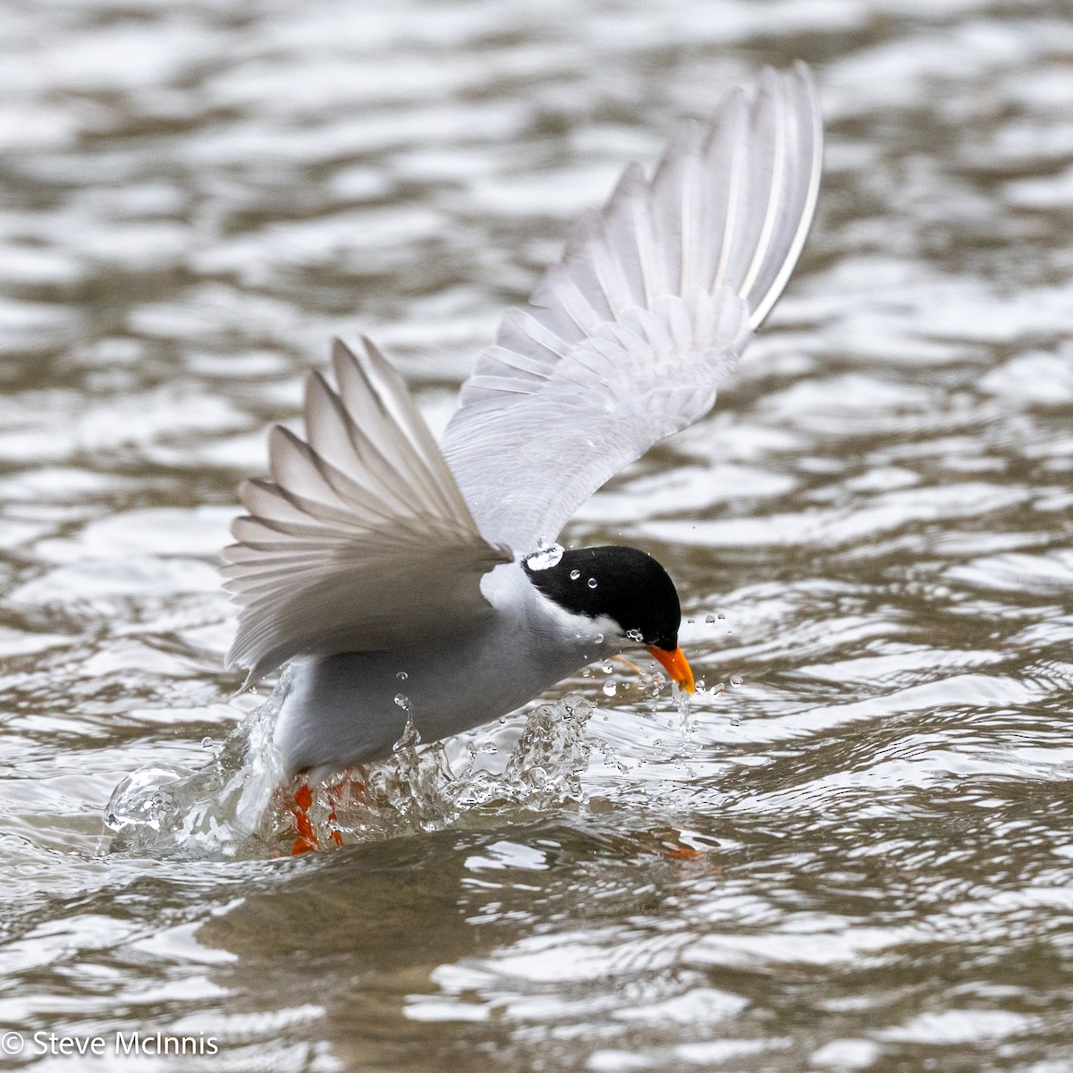 Black-fronted Tern - ML646392711