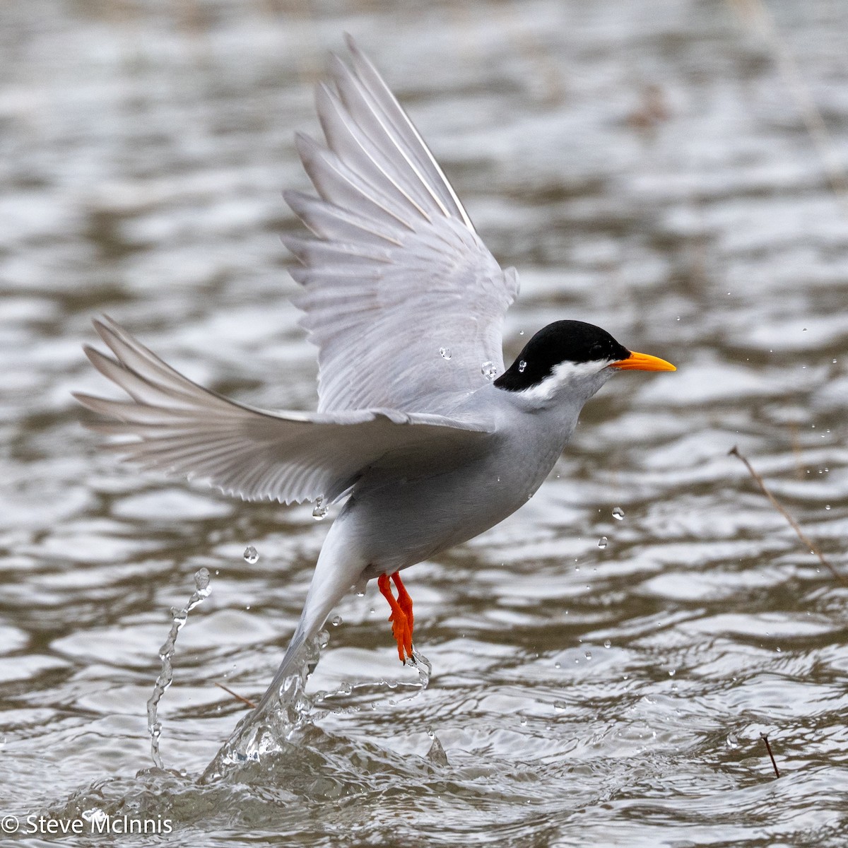 Black-fronted Tern - ML646392712