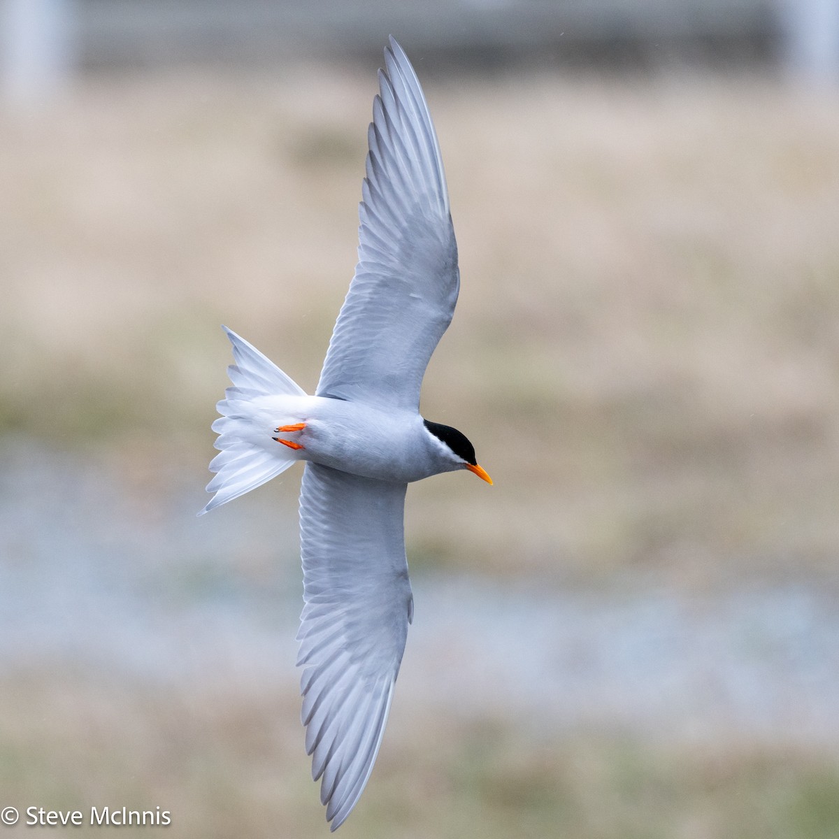 Black-fronted Tern - ML646392713