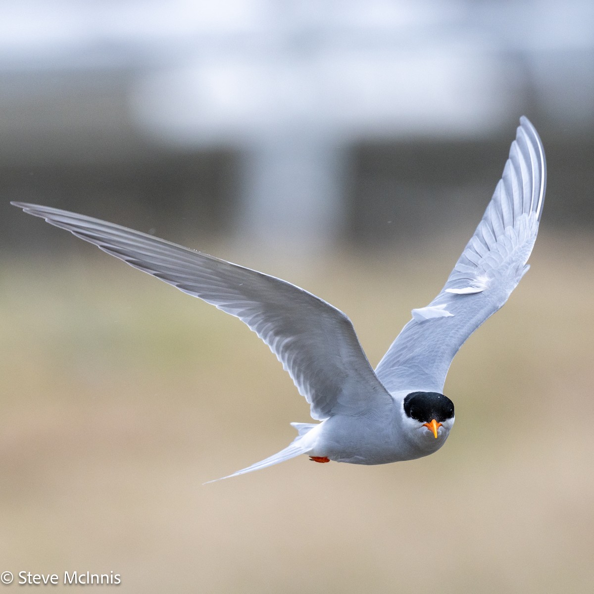 Black-fronted Tern - ML646392715