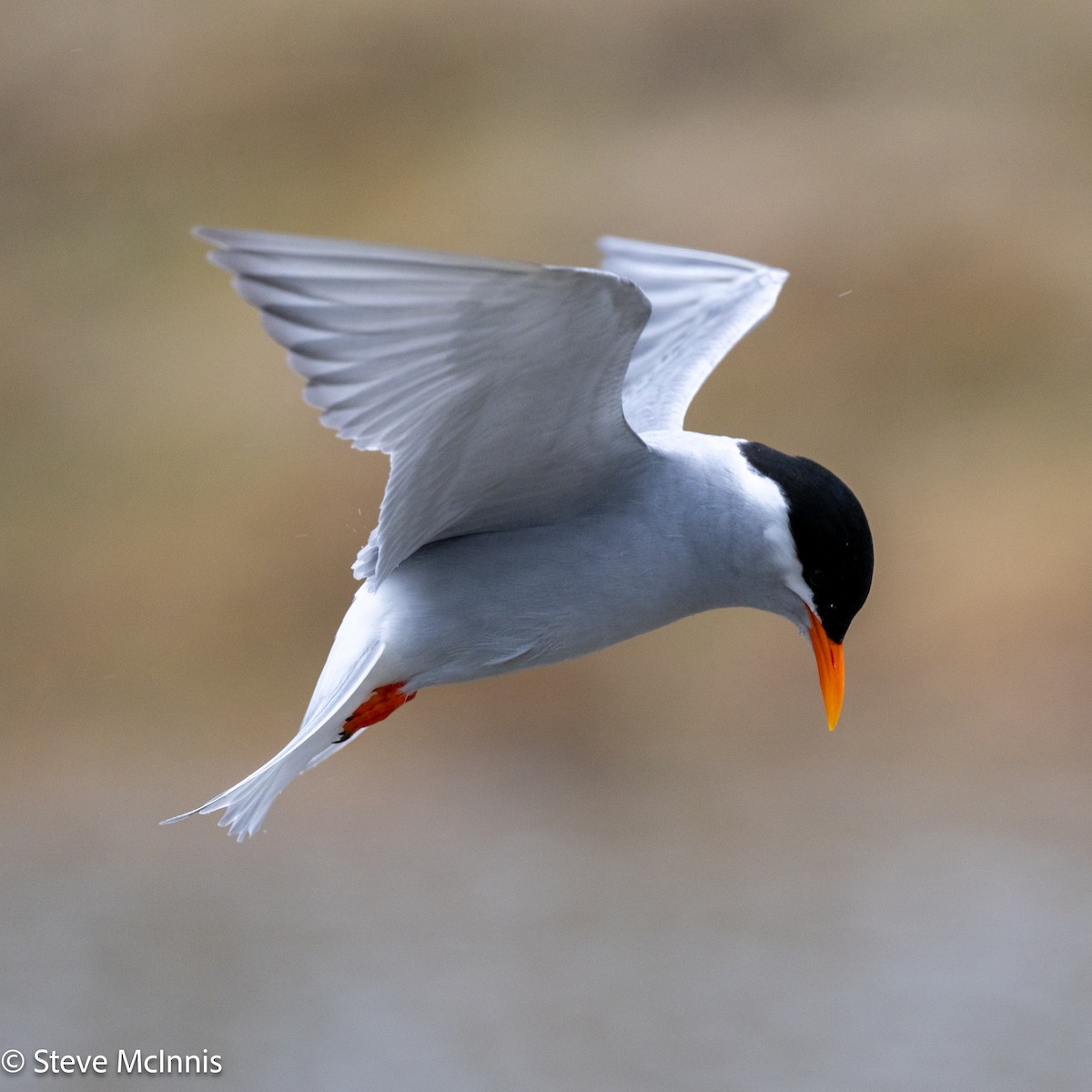 Black-fronted Tern - ML646392716
