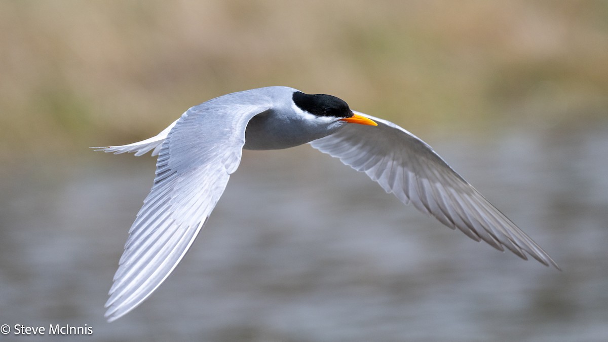 Black-fronted Tern - ML646392718