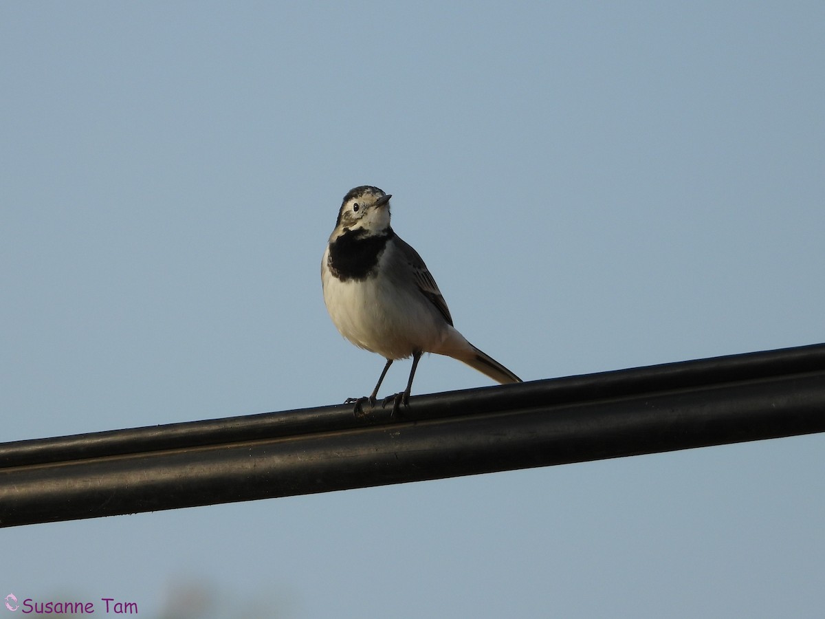 White Wagtail (White-faced) - ML646392719