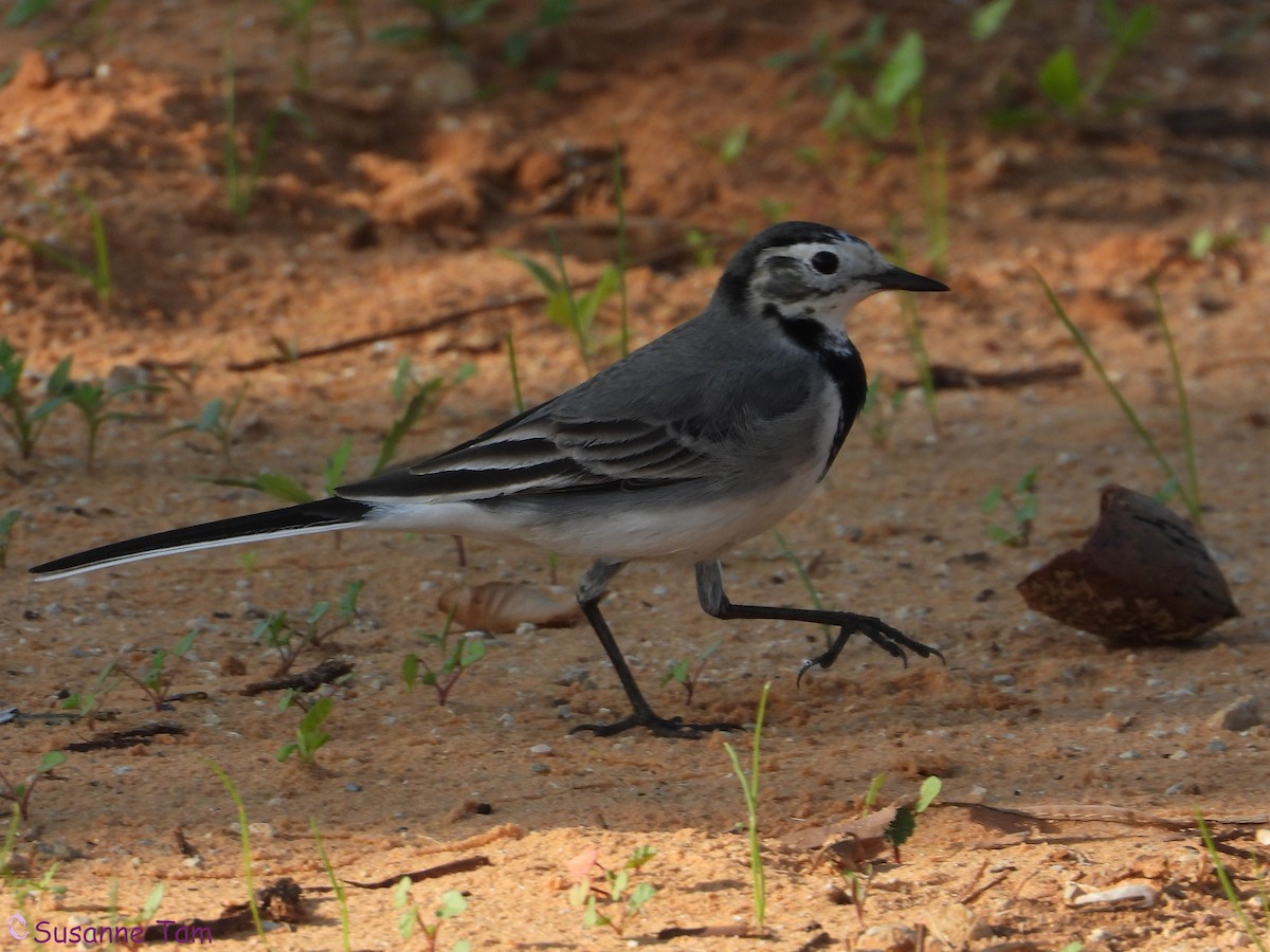 White Wagtail (White-faced) - ML646392720