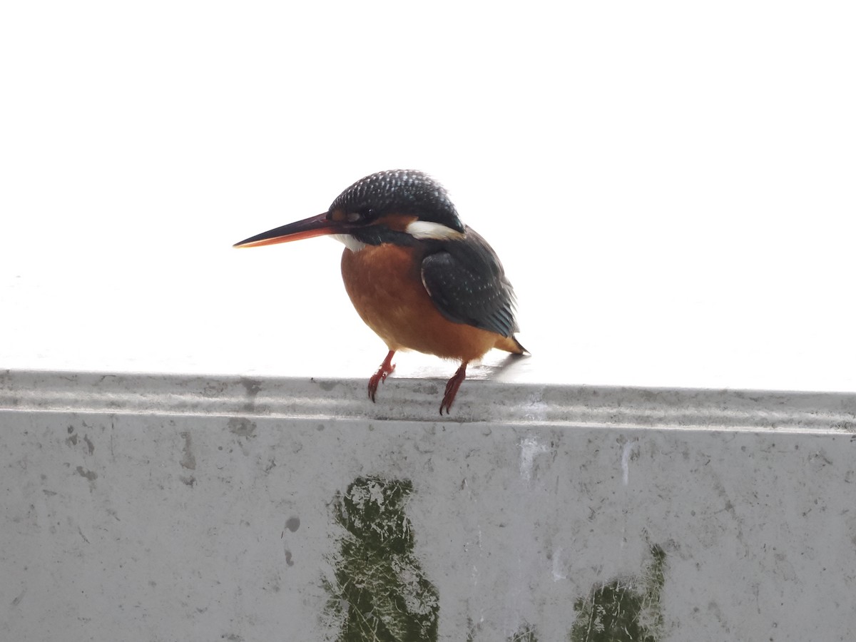 Рибалочка блакитний - ML646392722