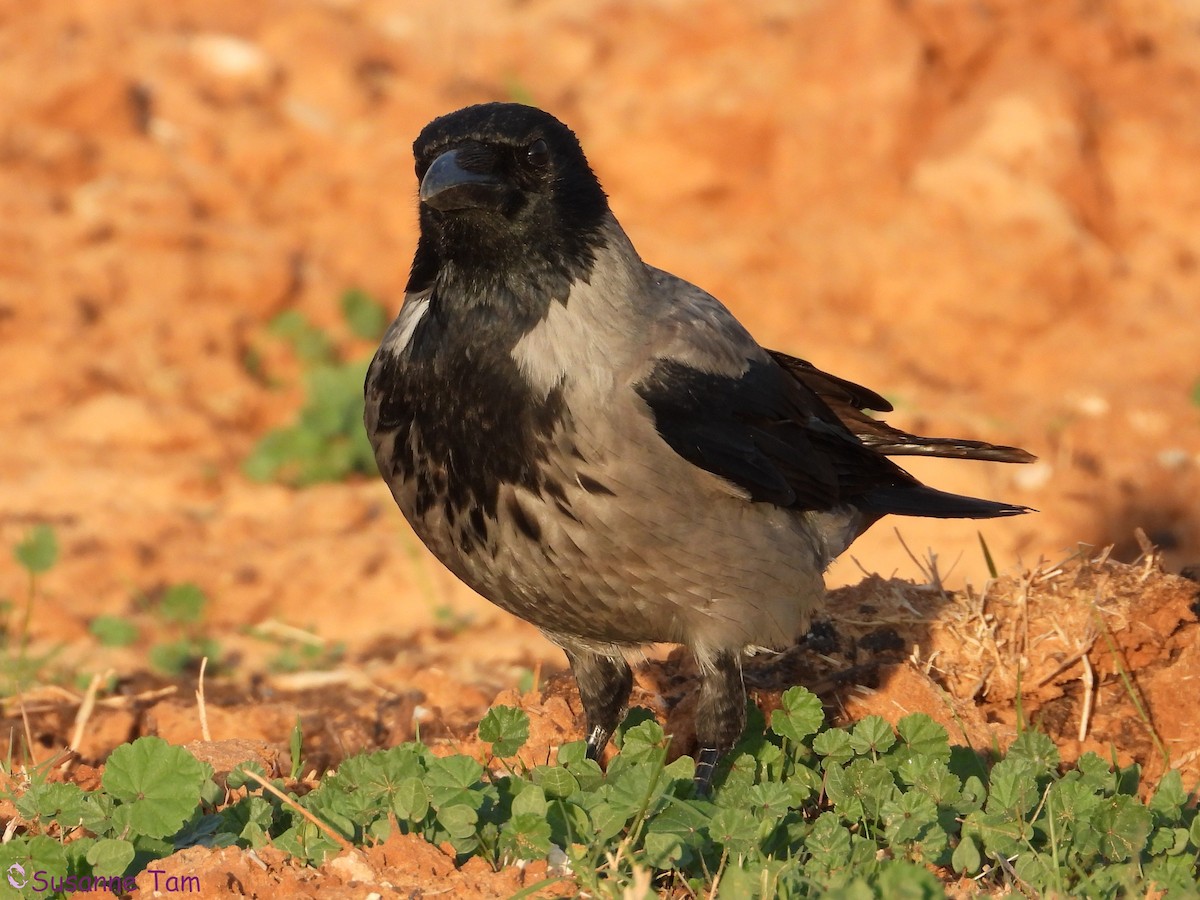 Hooded Crow - ML646392723