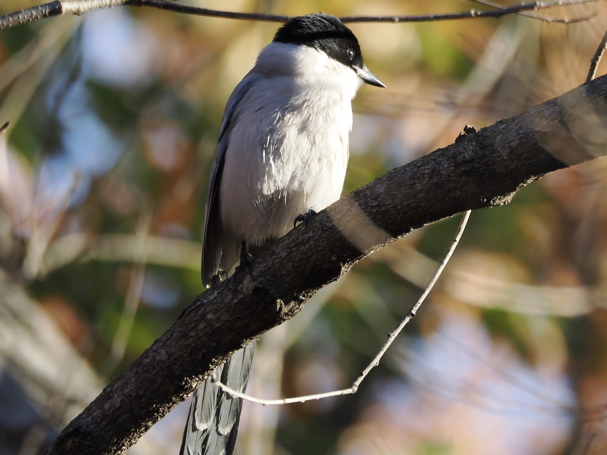 Сорока блакитна - ML646392724